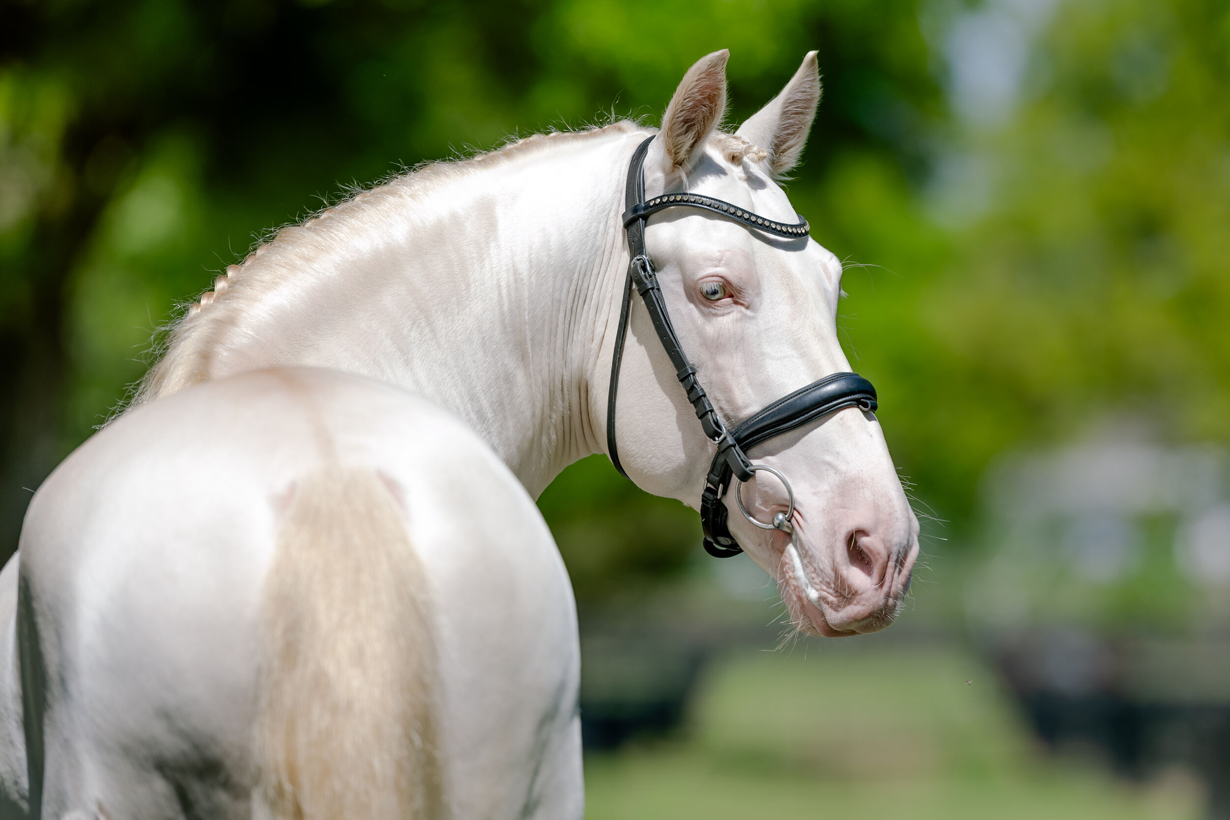Fabo and Ferro HGF Strengthen Our Breeding Program