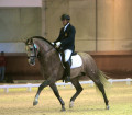 Vaquero HGF Tops the 6 Year Old PREs at the Spanish Young Horse Championships