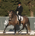 US-Born VAQUERO HGF Tops 5 Year Old PREs at Spanish National Young Horse Championships