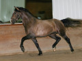 Four Year Old Vaquero HGF Finishes in Top Five PREs at Spanish National Young Horse Championships